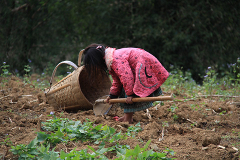 Một bé gái chân trần đi cuốc đất. Ảnh: Trường Phong. 