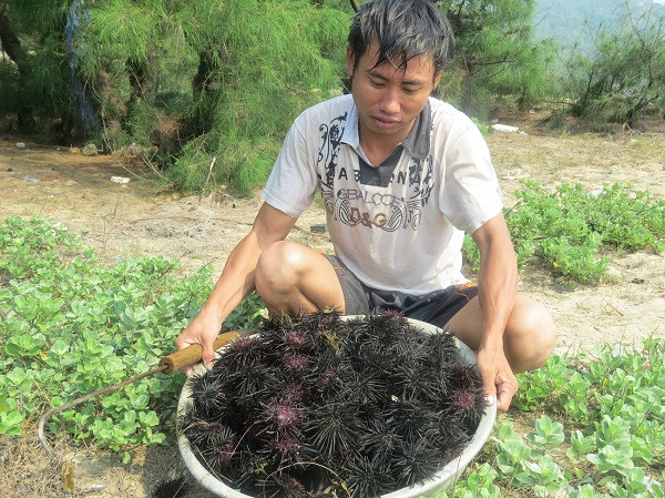 Nghề dầm mình nước lạnh tìm nhím biển 'tiến vua' ảnh 1