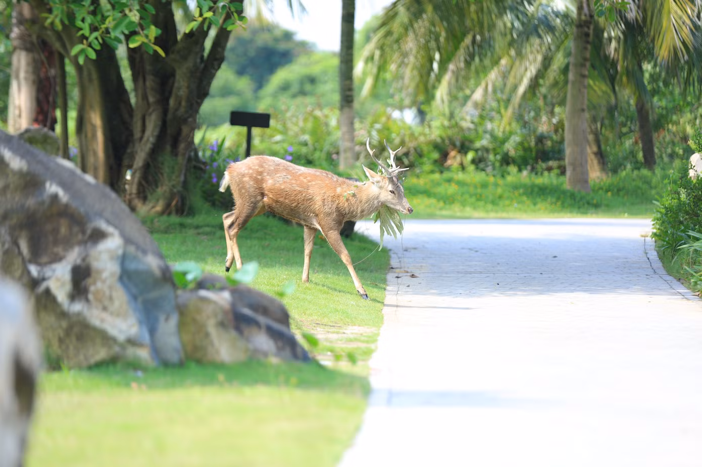 Golfer Nguyễn Quốc Hùng vô địch Giải Pro - Am lần thứ ba - năm 2024 ảnh 44 Golfer Nguyễn Quốc Hùng vô địch Giải Pro - Am lần thứ ba - năm 2024 ảnh 44
