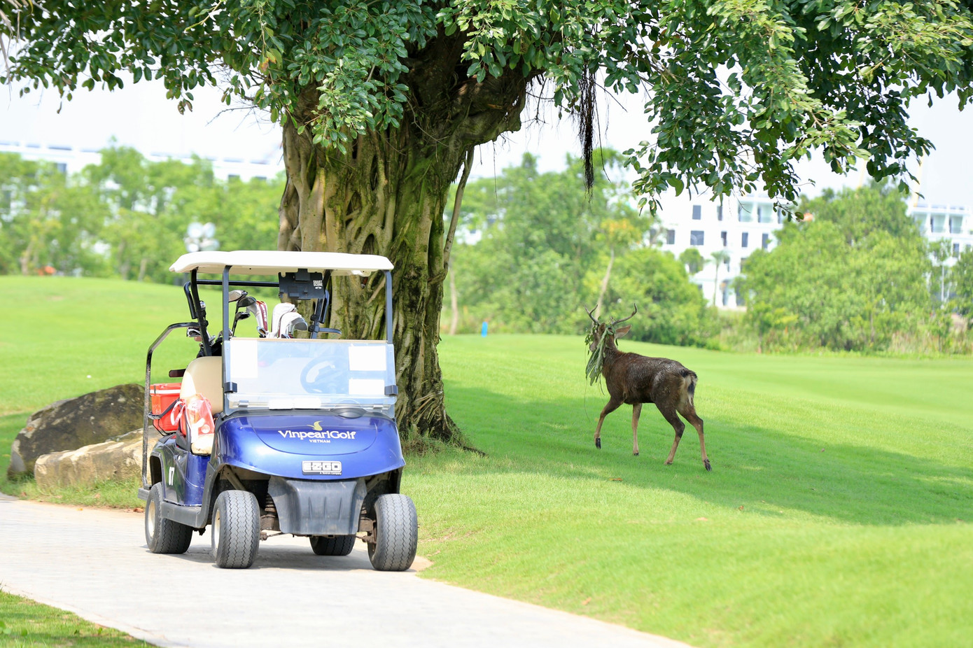 Golfer Nguyễn Quốc Hùng vô địch Giải Pro - Am lần thứ ba - năm 2024 ảnh 46
