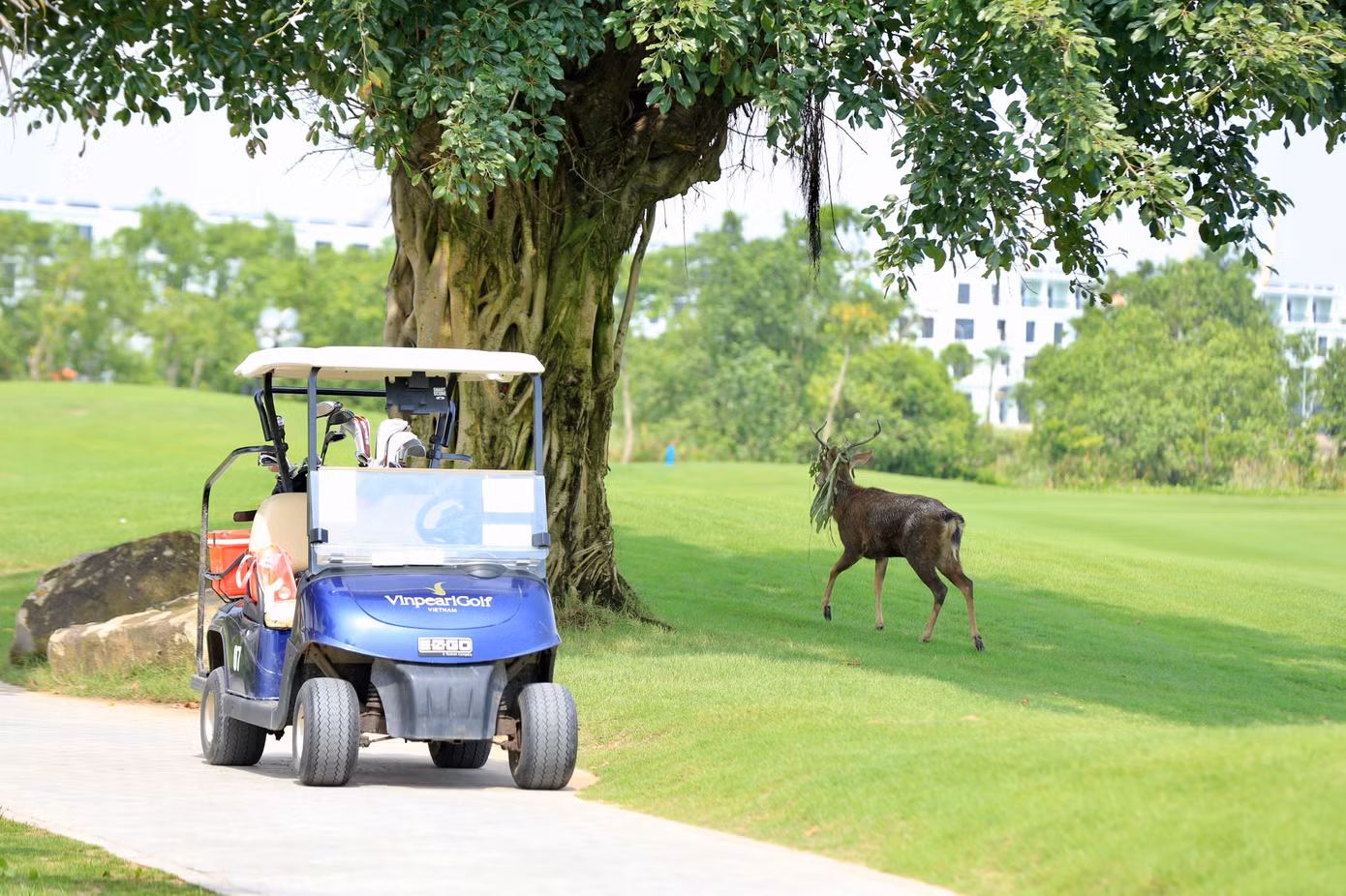 Golfer Nguyễn Quốc Hùng vô địch Giải Pro - Am lần thứ ba - năm 2024 ảnh 46 Golfer Nguyễn Quốc Hùng vô địch Giải Pro - Am lần thứ ba - năm 2024 ảnh 46
