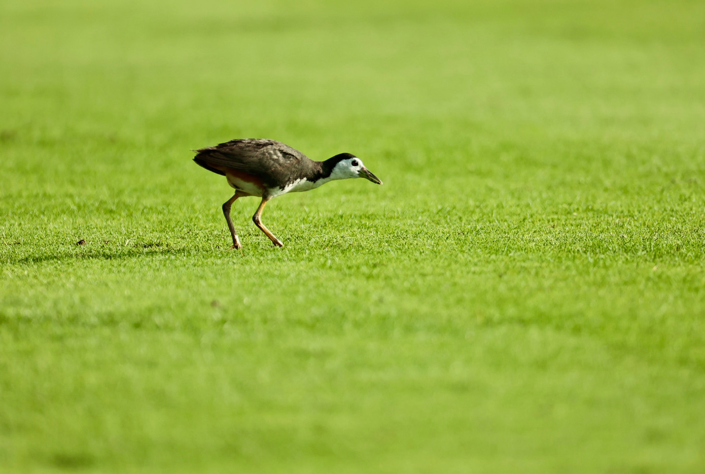 Golfer Nguyễn Đức Sơn dẫn đầu sau ngày thi đấu thứ nhất ảnh 77 Golfer Nguyễn Đức Sơn dẫn đầu sau ngày thi đấu thứ nhất ảnh 77