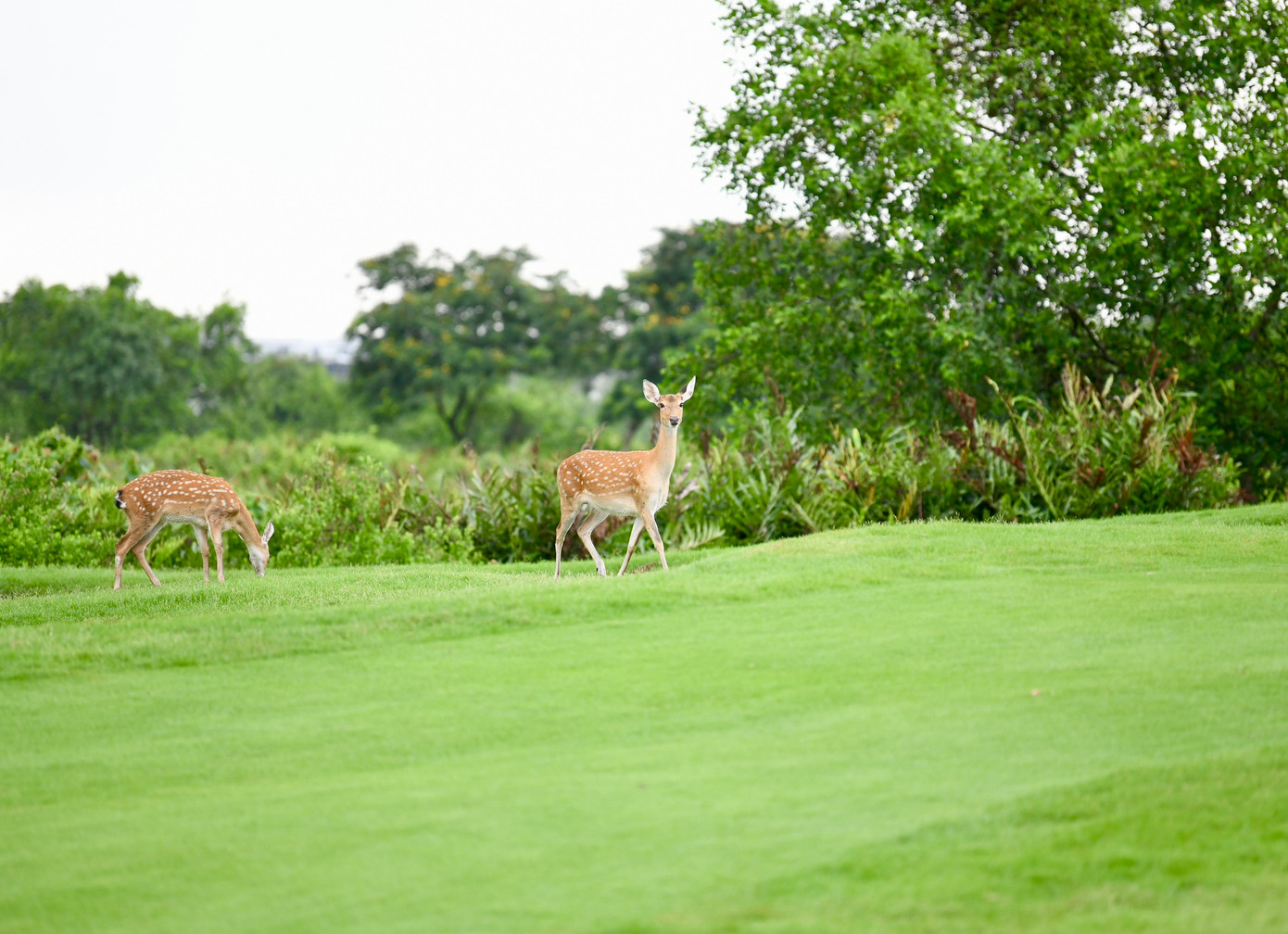 Golfer Nguyễn Đức Sơn dẫn đầu sau ngày thi đấu thứ nhất ảnh 75 Golfer Nguyễn Đức Sơn dẫn đầu sau ngày thi đấu thứ nhất ảnh 75