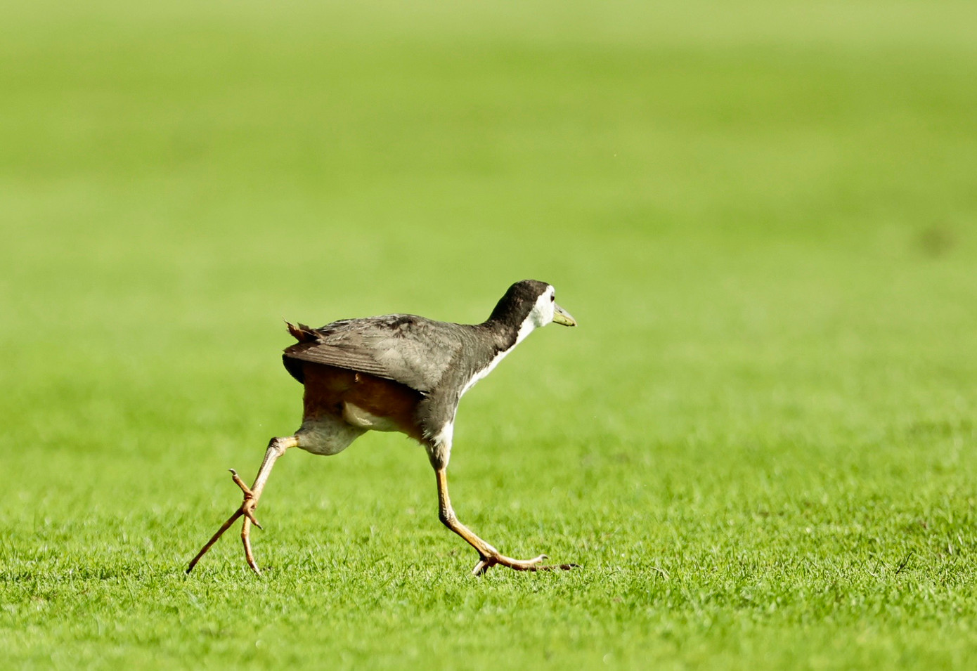 Golfer Nguyễn Đức Sơn dẫn đầu sau ngày thi đấu thứ nhất ảnh 76 Golfer Nguyễn Đức Sơn dẫn đầu sau ngày thi đấu thứ nhất ảnh 76