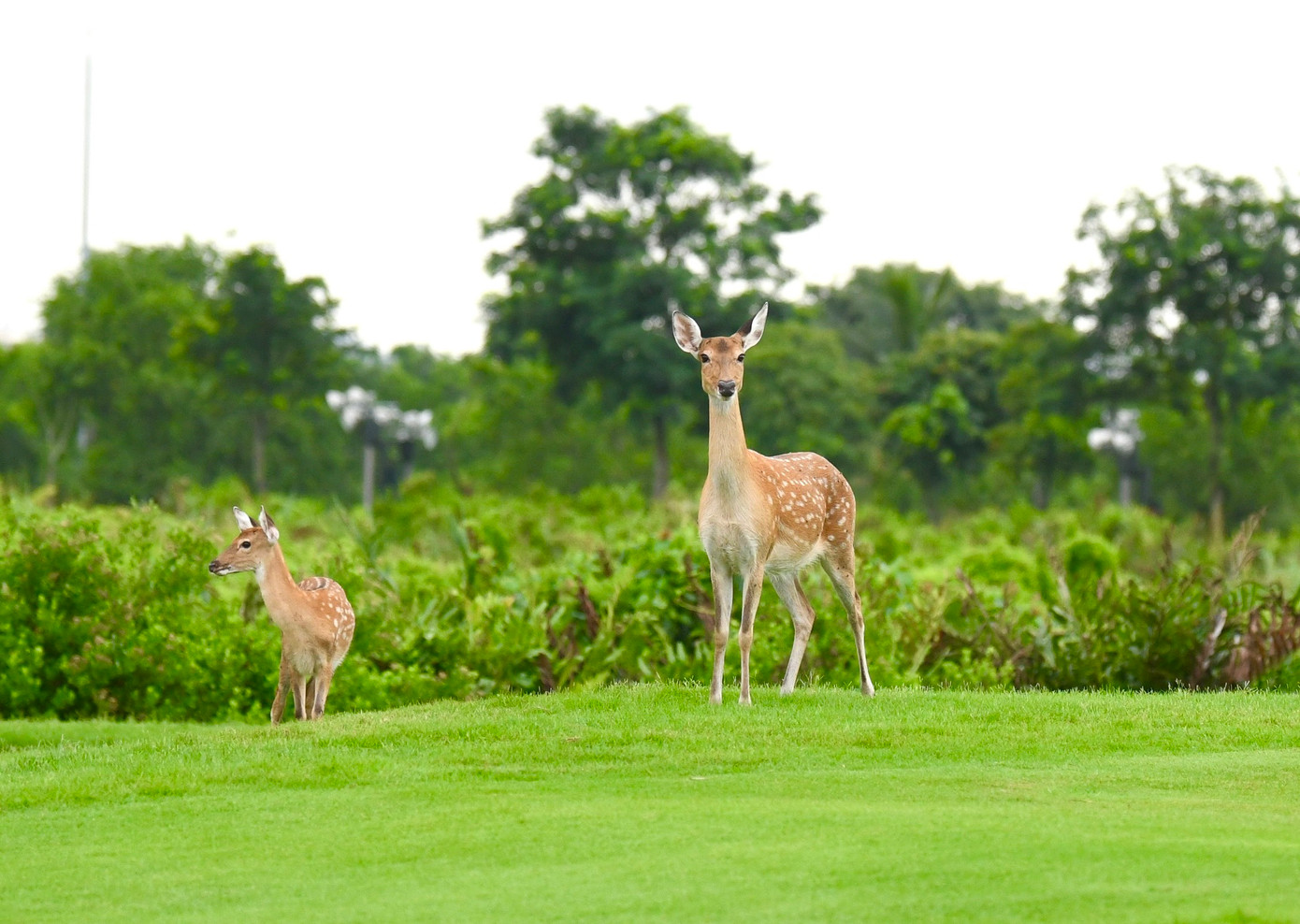 Golfer Nguyễn Đức Sơn dẫn đầu sau ngày thi đấu thứ nhất ảnh 74 Golfer Nguyễn Đức Sơn dẫn đầu sau ngày thi đấu thứ nhất ảnh 74