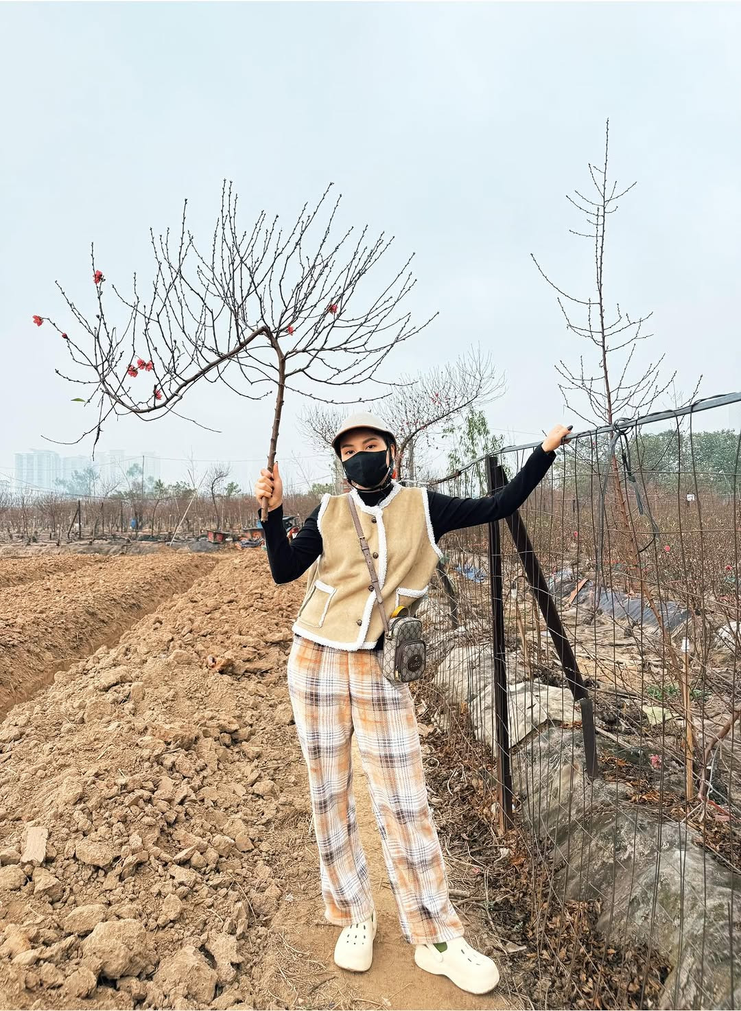 Bảo Thanh đến tận vườn mua đào về chưng Tết.