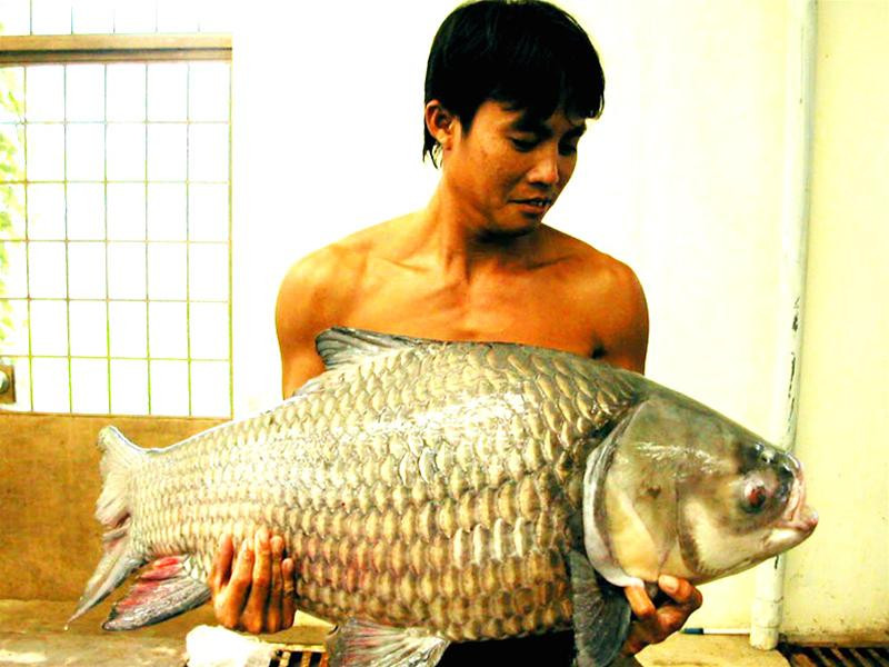 Cá Hô, một loại cá có trong Sách đỏ thế giới được Trung tâm bảo tồn, nhân giống thành công Cá Hô, một loại cá có trong Sách đỏ thế giới được Trung tâm bảo tồn, nhân giống thành công