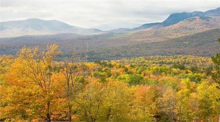 8. Gia đình Pingree: Đây là gia đình kinh doanh gỗ từ giữa những năm 1980 và sở hữu hơn 3,7 triệu m2 đất lâm nghiệp ở Maine