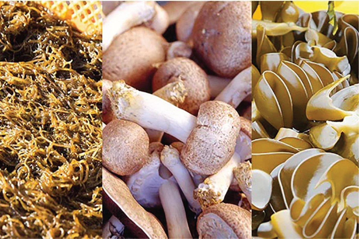 Không chỉ vậy, nhiều nghiên cứu còn cho thấy khả năng tăng cường hệ miễn dịch có thể đạt được hiệu quả tốt nhất khi kết hợp cùng nấm Agaricus, giúp sản sinh ra hoạt chất interferon. Không chỉ vậy, nhiều nghiên cứu còn cho thấy khả năng tăng cường hệ miễn dịch có thể đạt được hiệu quả tốt nhất khi kết hợp cùng nấm Agaricus, giúp sản sinh ra hoạt chất interferon.