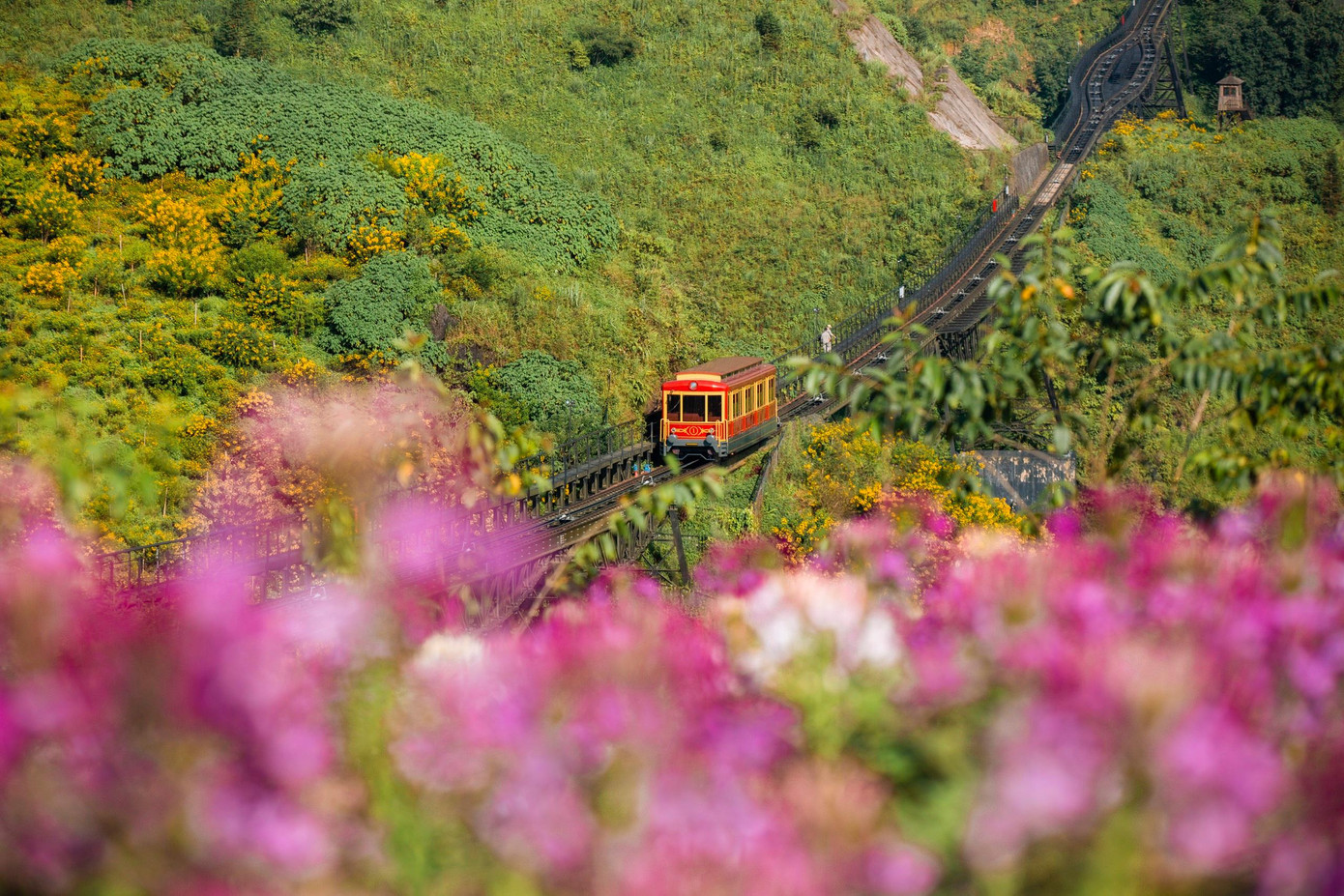 Hoa đuôi công nhuộm tím một vùng trời, hấp dẫn du khách đến trải nghiệm