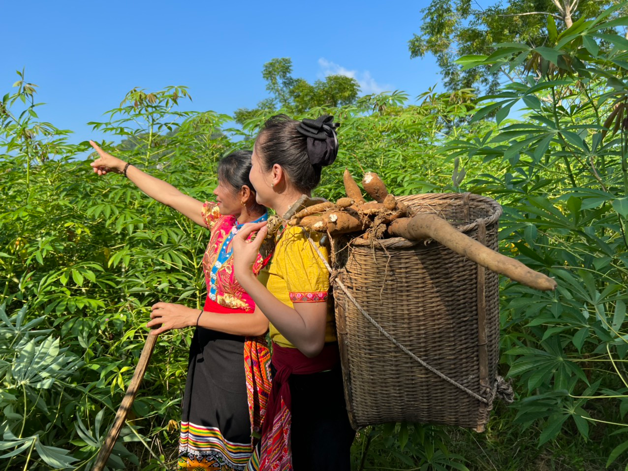 Đồng bào người Thái, Mông và Khơ Mú ở Nghệ An thoát nghèo nhờ cây sắn sau khi liên danh Công ty Cổ phần Châu Á Hoa Sơn - Tập đoàn Nguyên liệu Á Châu AIG đến đây phát triển vùng nguyên liệu sắn(Ảnh Minh họa)