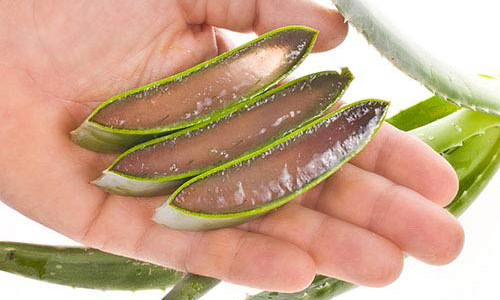 Gel lô hội. Nếu muốn chữa rụng tóc hay muốn tóc nhanh dày tự nhiên, gel lô hội là sự lựa chọn gần gũi và quen thuộc. Dùng chất gel trong của lá lô hội bôi lên phần tóc mỏng, chờ cho tinh chất ngấm vào da đầu đến khi khô thì gội sạch. Áp dụng phương pháp này trong khoảng một tháng sẽ cải thiện được tình trạng tóc mỏng và yếu