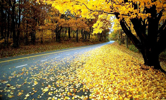 Bức tranh thu lãng mạn ở xứ bạch dương ảnh 2