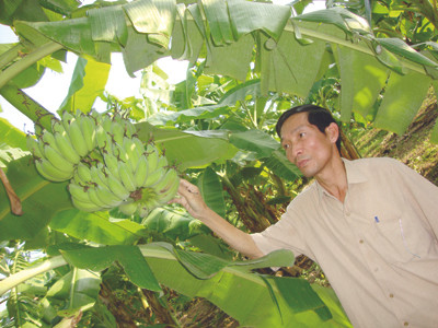 Ông Khả chủ tịch xã, tự hào về cây chuối Tân Long đã đẩy lùi tình trạng buôn lậu. Ông Khả chủ tịch xã, tự hào về cây chuối Tân Long đã đẩy lùi tình trạng buôn lậu