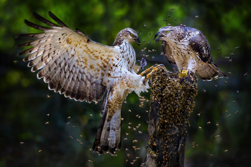 Honey lovers (Thể loại Thiên nhiên) – tác giả Fan Hui Ling (Taiwan) - Huy chương Vàng FIAP Thiên nhiên - HCV FIAP - Honey lovers – tác giả Fan Hui Ling (Taiwan).jpg