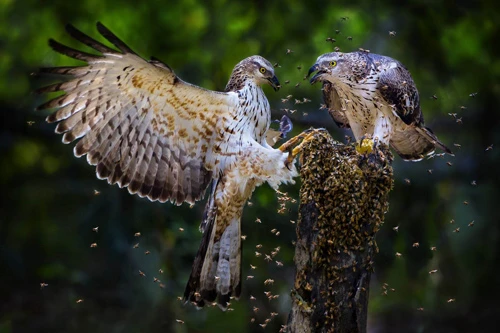 Honey lovers (Thể loại Thiên nhiên) – tác giả Fan Hui Ling (Taiwan) - Huy chương Vàng FIAP Thiên nhiên - HCV FIAP - Honey lovers – tác giả Fan Hui Ling (Taiwan).jpg