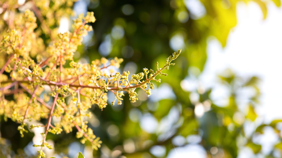 Phấn hoa- một trong những dị nguyên gây bệnh viêm mũi dị ứng.