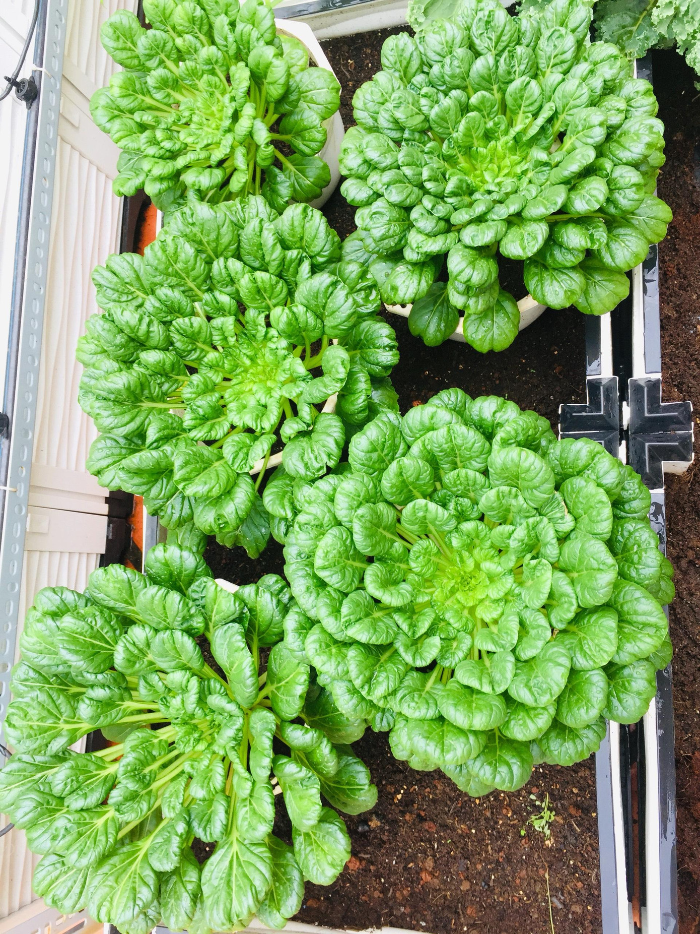 Cải hoa hồng xòe xanh tốt, đẹp mắt.