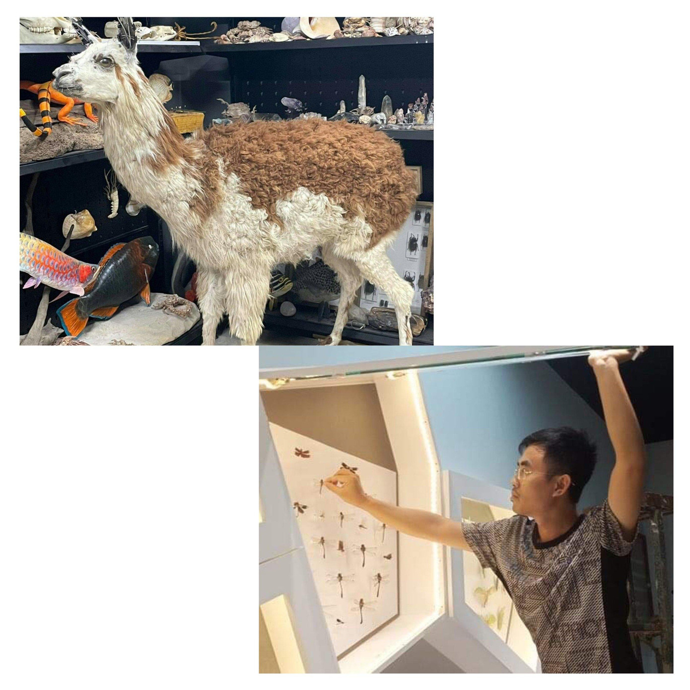 Trung Hiếu cùng mẫu tiêu bản lạc đà Alpaca của mình.