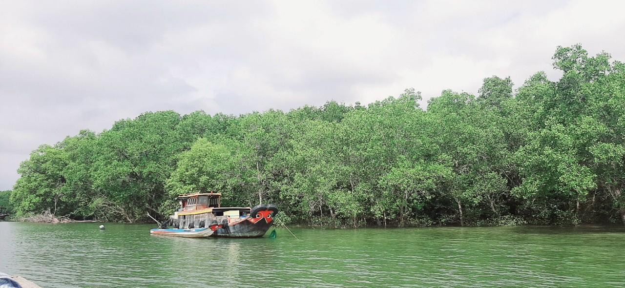 Rừng ngập mặn Cần Giờ giống như những cánh rừng ngập mặn tại các tỉnh miền Tây Nam Bộ.