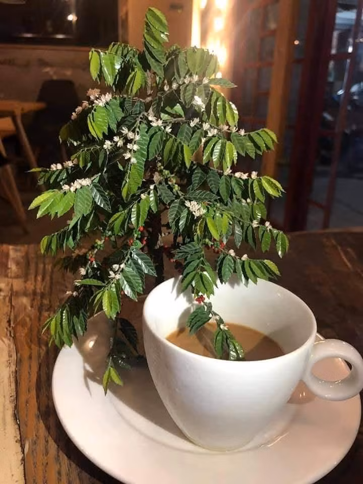 Mô hình cây cà phê.