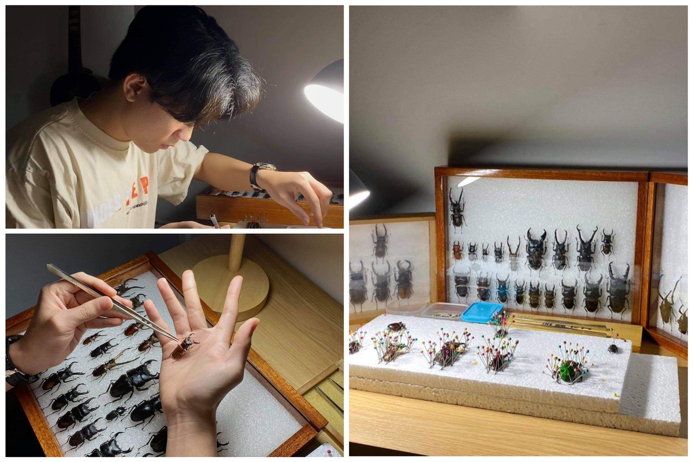 Phương Nguyên cùng các mẫu tiêu bản về bọ cánh cứng.