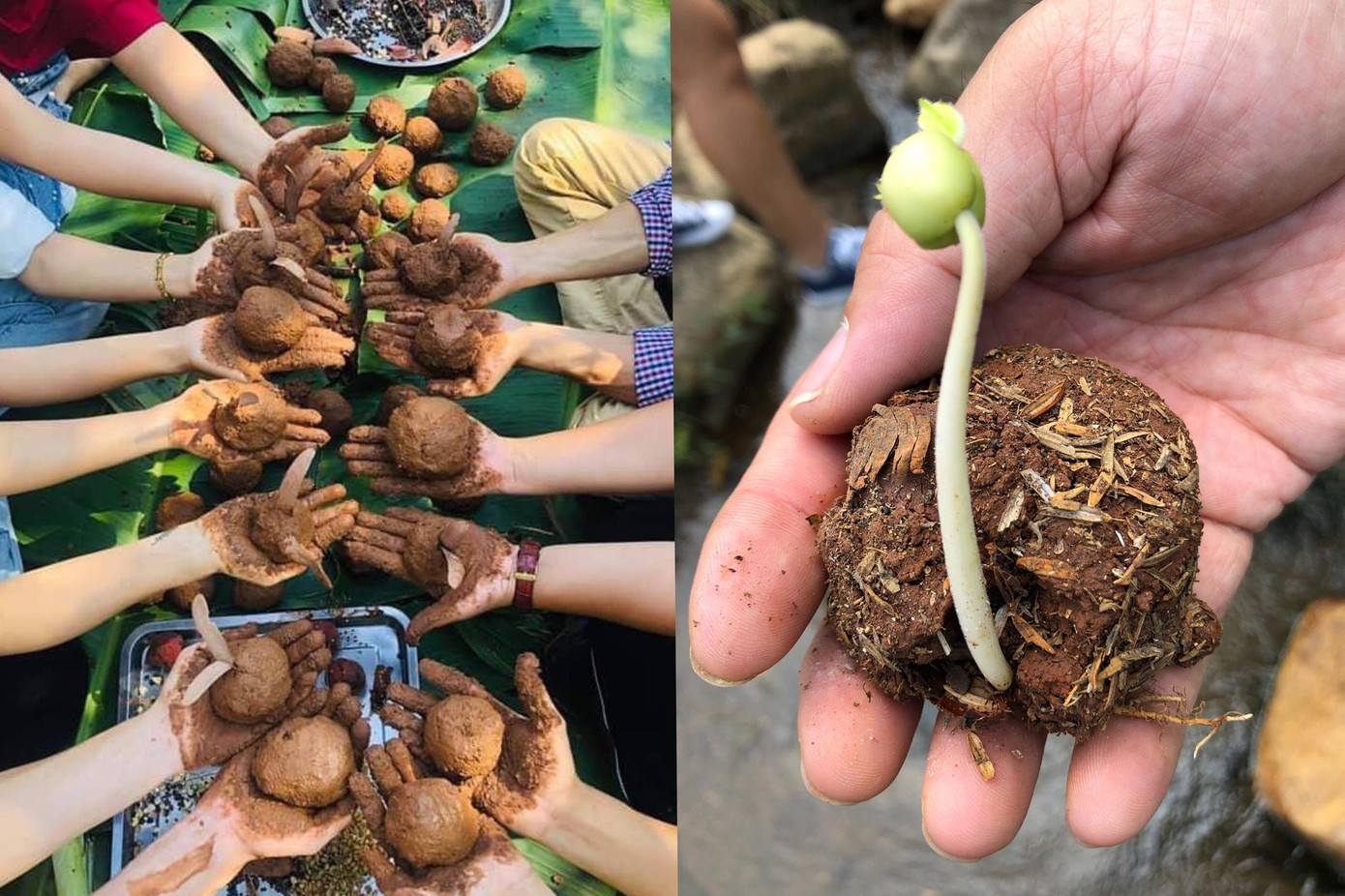 Cách tạo bom hạt giống rất đơn giản, chỉ cần vo viên hạt cây vào trong hỗn hợp đất sét, phân và nước.