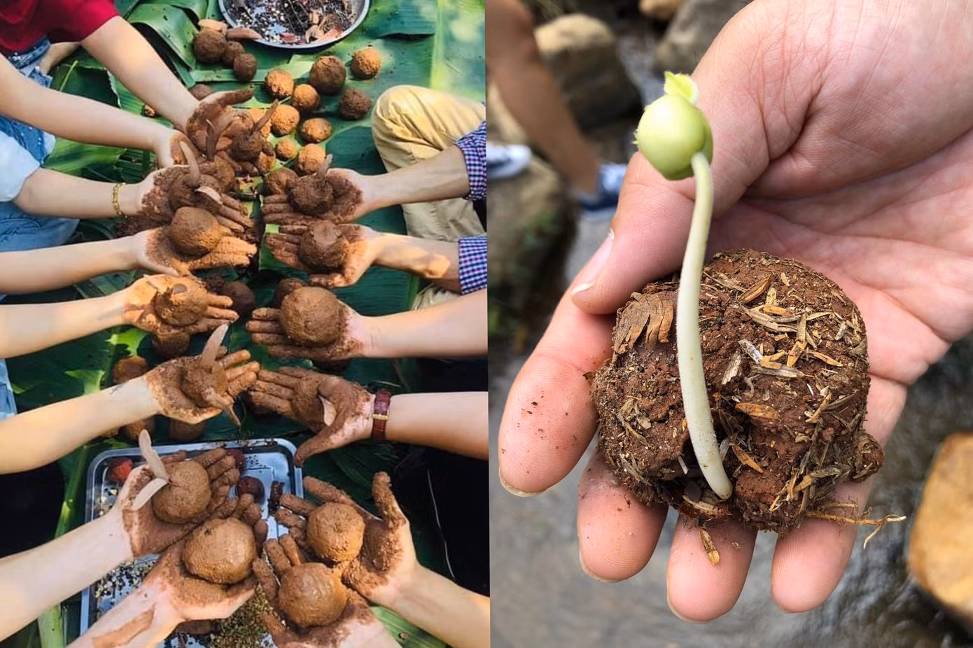 Cách tạo bom hạt giống rất đơn giản, chỉ cần vo viên hạt cây vào trong hỗn hợp đất sét, phân và nước. Cách tạo bom hạt giống rất đơn giản, chỉ cần vo viên hạt cây vào trong hỗn hợp đất sét, phân và nước.