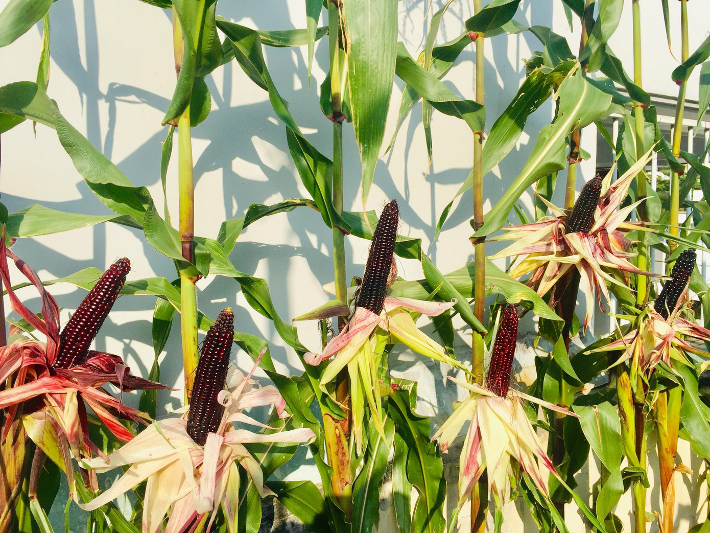 Bắp tím do Ngọc Ánh trồng.