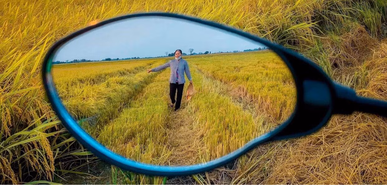 Cảnh đống lúa bình yên hiện lên qua gương chiếu hậu do Tuấn Kiệt chụp. (Ảnh: NVCC)