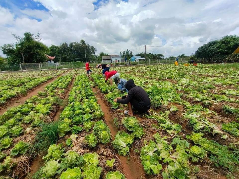 Các bạn trẻ tất bật thu hoạch rau tại vườn.