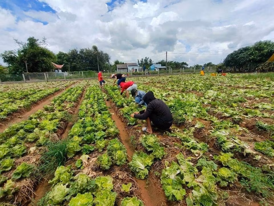 Các bạn trẻ tất bật thu hoạch rau tại vườn.