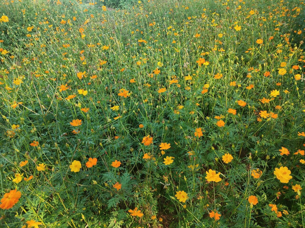 Vườn hoa sao nhái là nguồn cảm hứng cho nhiều bộ ảnh đẹp của các bạn sinh viên.