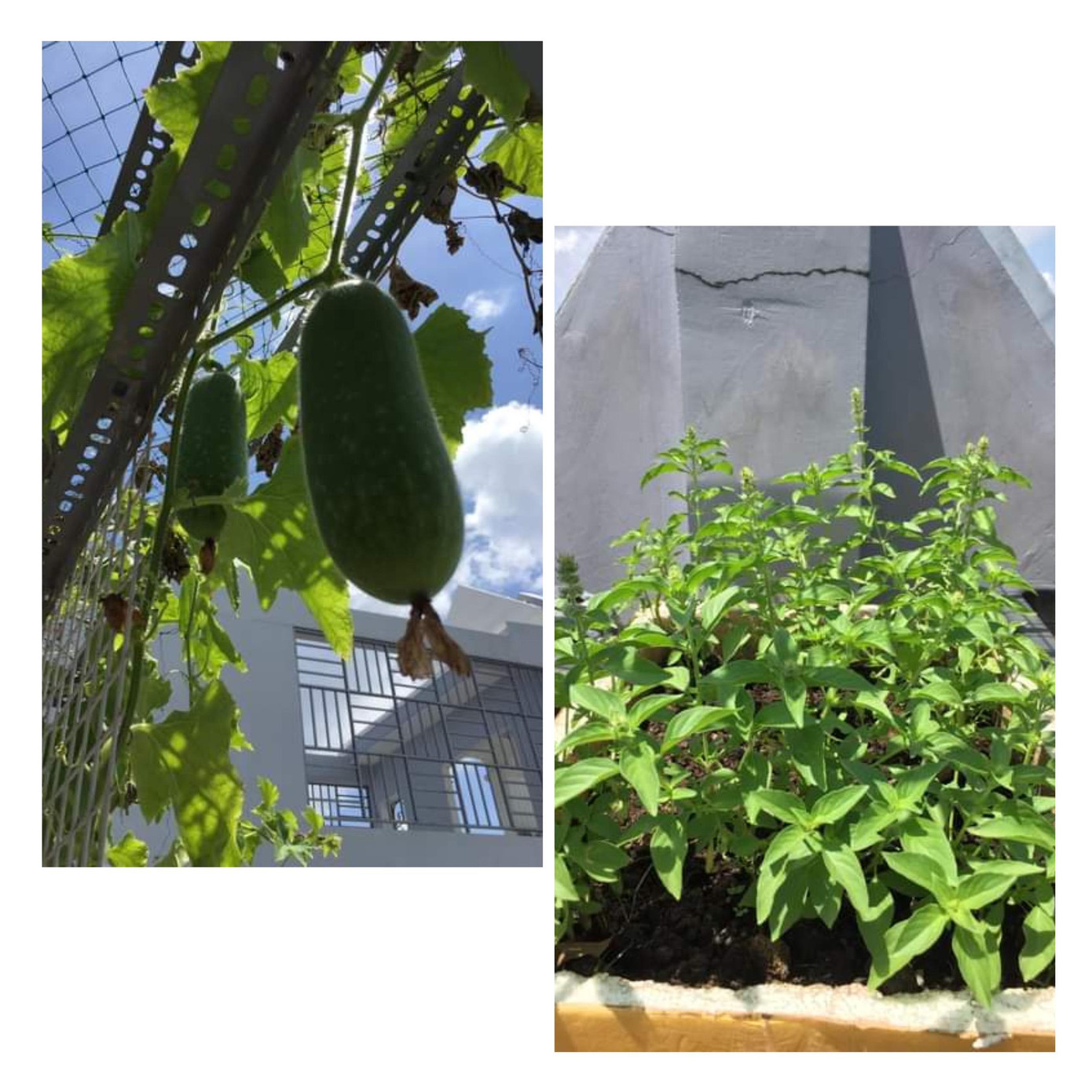 Trang trồng nhiều loại rau trên sân thượng.