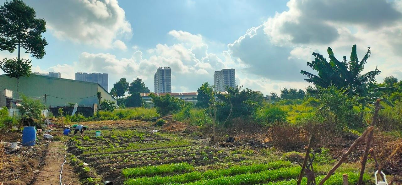 Vườn rau rộng 2.000m2 với nhiều luống rau xanh tốt. Vườn rau rộng 2.000m2 với nhiều luống rau xanh tốt.