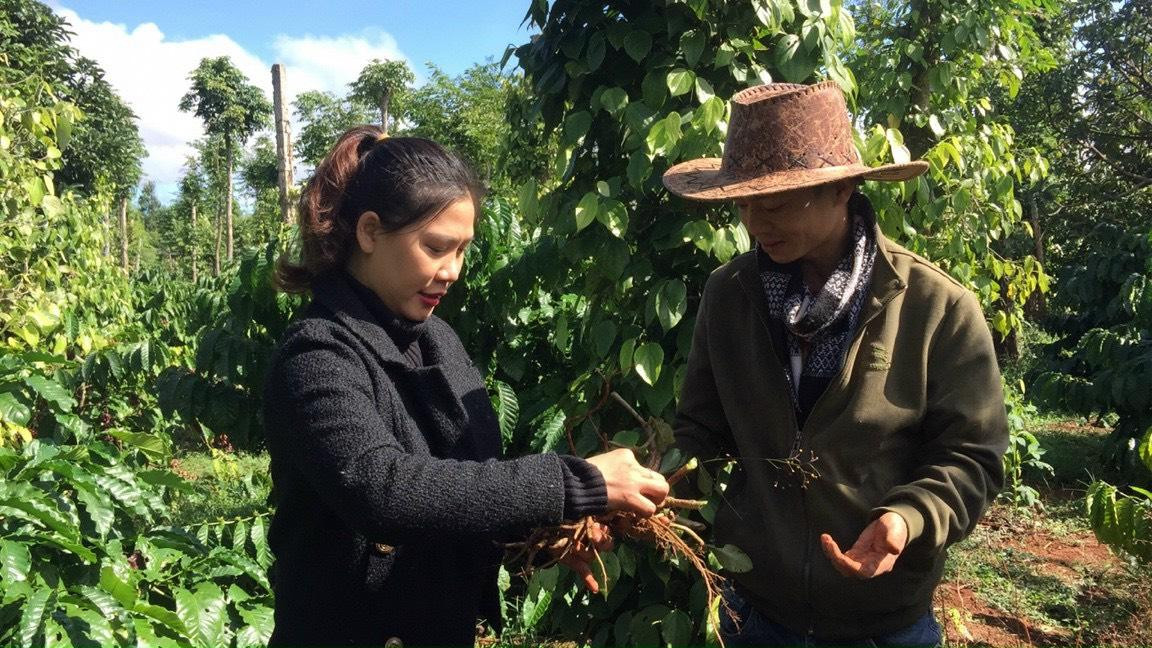Vốn có hệ sinh thái rừng nhiệt đới đa tầng tán nên việc áp dụng mô hình này vào thực tế tại Đắk Lắk khá thuận lợi.