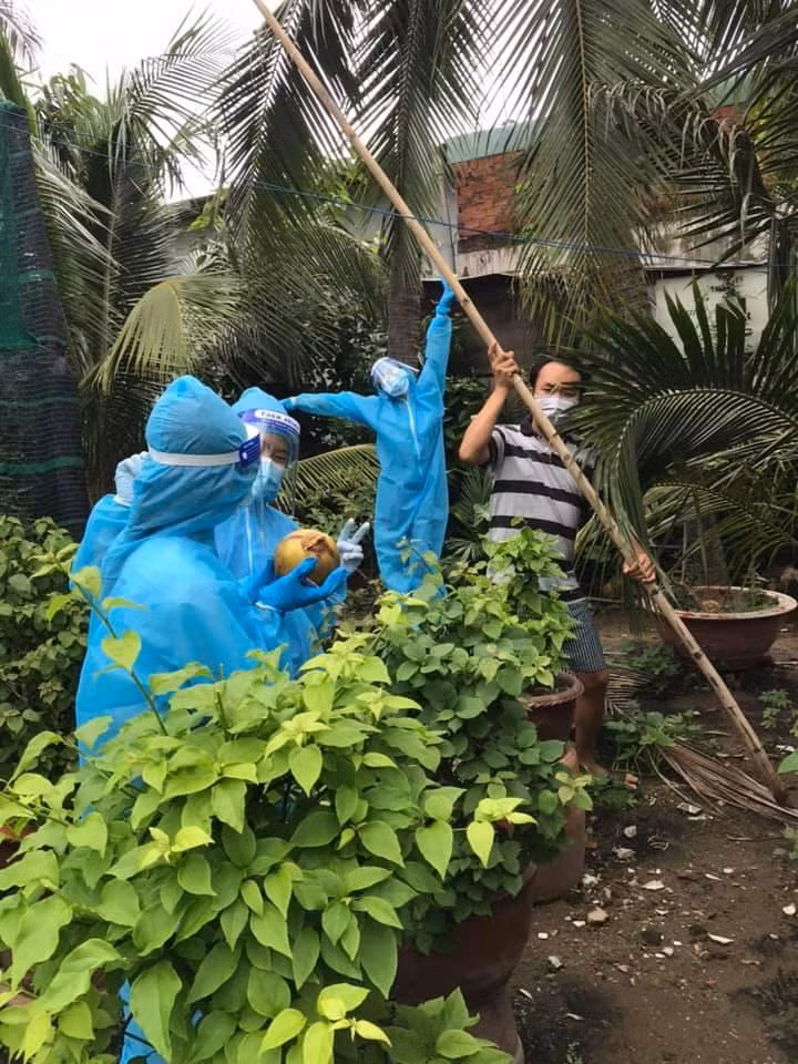 Chủ nhà hái dừa mời các bạn tình nguyện viên uống nước.