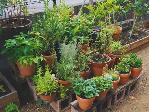 Một góc vườn nhà Trúc (Ảnh: NVCC)