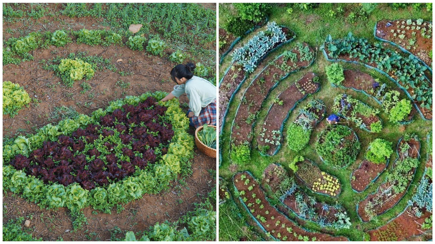 Khu vườn của Thuận rộng tới 10 ha nhưng diện tích trồng cây chỉ khoảng 6 ha. Khu vườn của Thuận rộng tới 10 ha nhưng diện tích trồng cây chỉ khoảng 6 ha.