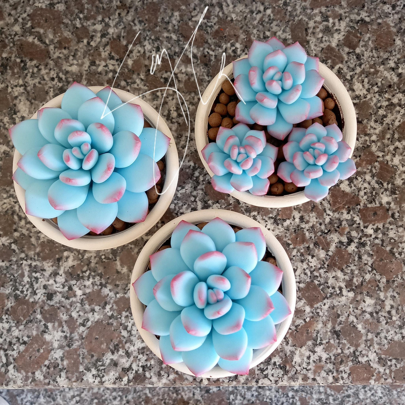 Những chậu sen đá bằng đất sét do Dung tạo tác. (Ảnh: NVCC)