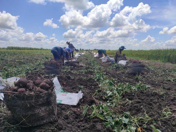 Khoai Lang tím tại Vĩnh Long và Đồng Tháp đang vào giai đoạn thu hoạch rộ. (Ảnh: TTCTXH) Khoai Lang tím tại Vĩnh Long và Đồng Tháp đang vào giai đoạn thu hoạch rộ. (Ảnh: TTCTXH)