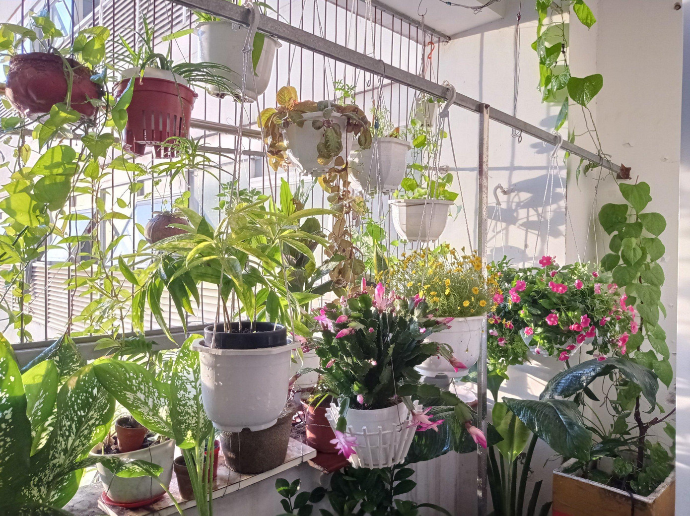 Một góc vườn mà nhóm dự án trồng thử.