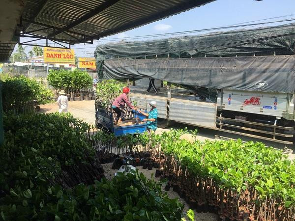 Cơ sở kinh doanh của Lộc đa dạng các loại cây giống.