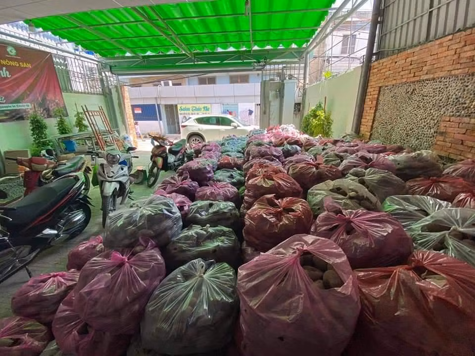 Khoai lang được tập kết về số 10B, đường số 2, phường Hiệp Bình Chánh, TP. Thủ Đức (TP. HCM) để tiêu thụ trên địa bàn TP. HCM.