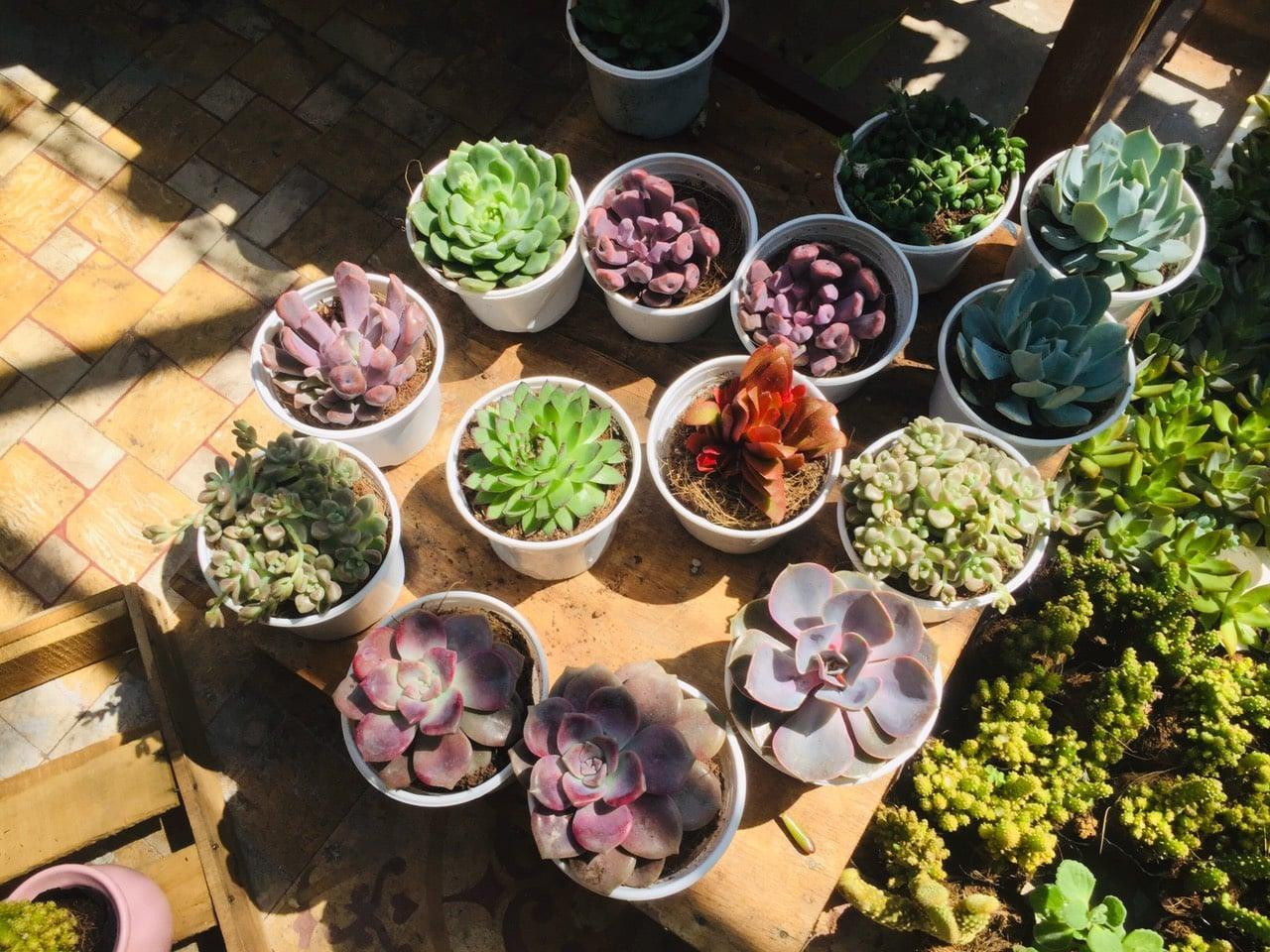 Những chậu sen đá nhỏ xinh sẽ được trao đến tay những bạn trẻ có ý thức "sống xanh".