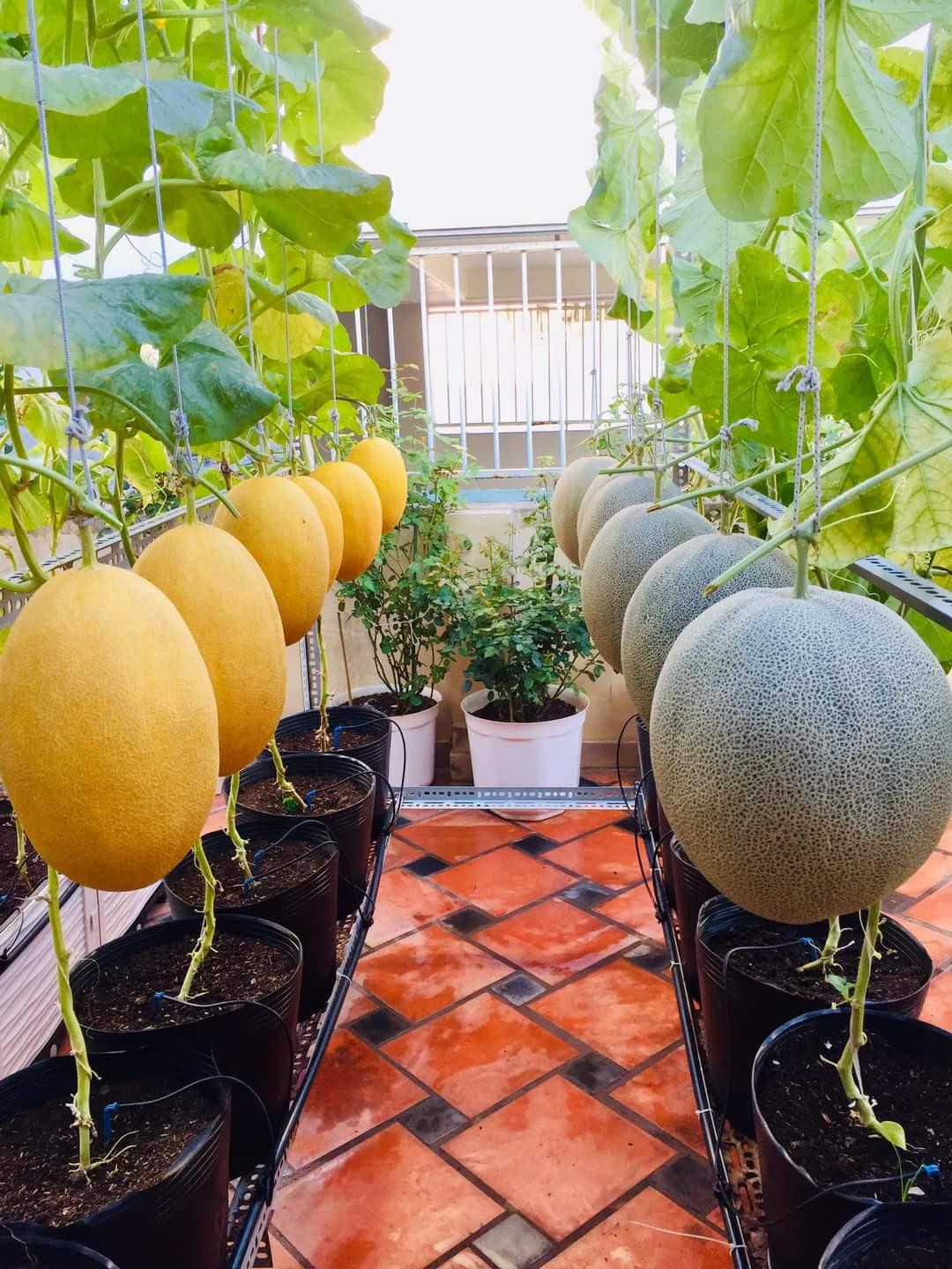 Hàng dưa đẹp, đều tăm tắp.