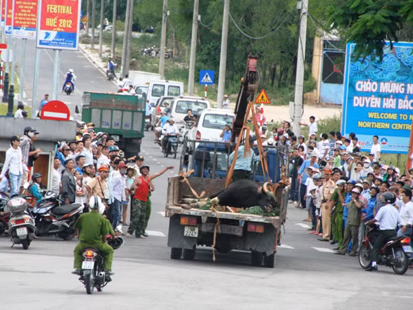 Khống chế thành công bò tót