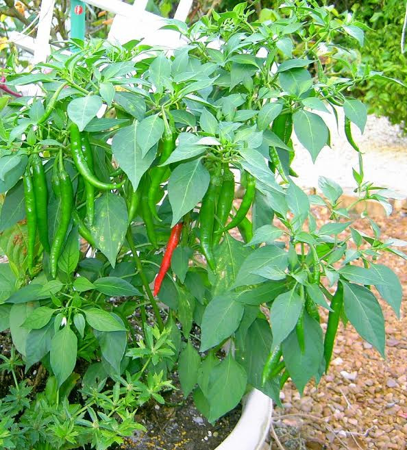 Canh cua lá ớt tốt cho bệnh nhân tiểu đường ảnh 1