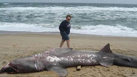 Sau rượu giết chết cá mập?