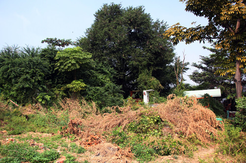 Di tích khảo cổ độc nhất Sài Gòn hoang phế, giống bãi rác ảnh 2